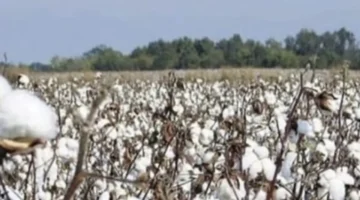 سعر قنطار القطن اليوم في مصر يتحدد بين مؤشرات المزادات وحركة التداول بالمحافظات 1